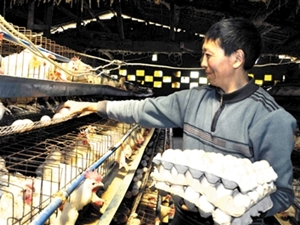 蛋農正逐粒收集雞蛋