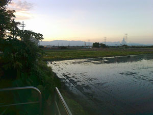 尚水米幼苗種在水田濕地裡，伴隨豐富生態慢慢長大