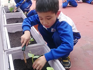 看小男孩專注的眼神，種下他的第一顆小菜苗！