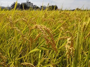 金黃色的稻田孕育出飽滿可口的白米飯