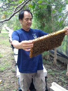 張伯伯拿著蜂箱裡的蜂巢片一點也不怕呢！